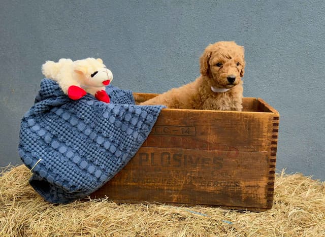 Poodle Puppies media 16