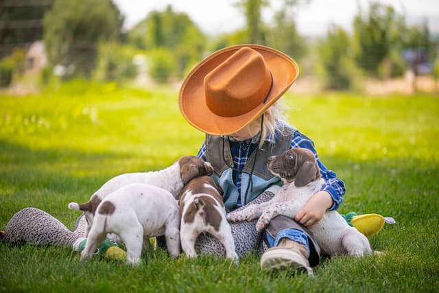 German Shorthaired Pointer Puppies media 17