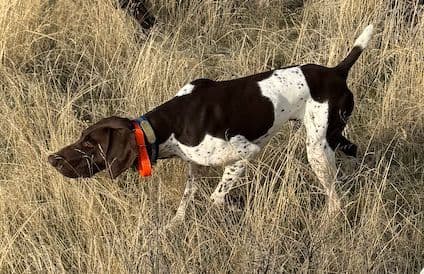German Shorthaired Pointer Puppies media 16