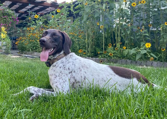 German Shorthaired Pointer Puppies media 15