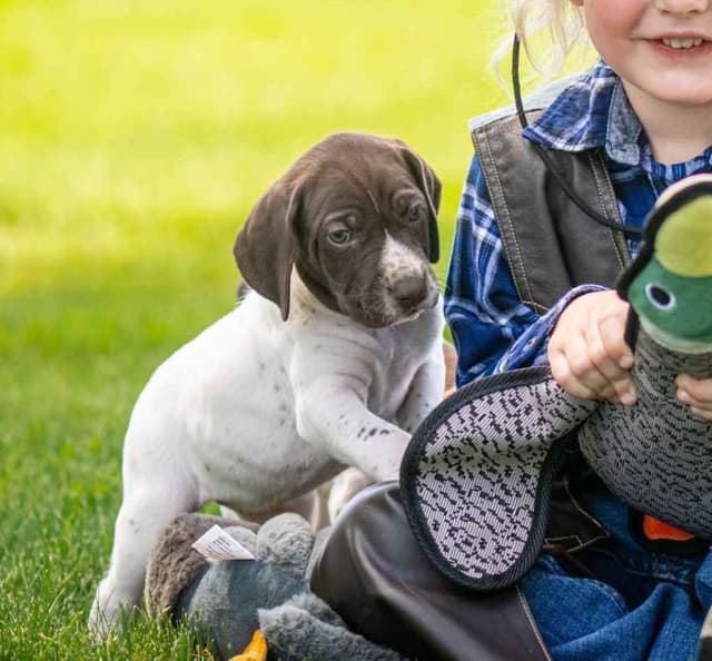 German Shorthaired Pointer Puppies media 9