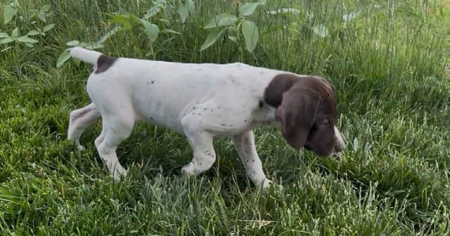 German Shorthaired Pointer Puppies media 11