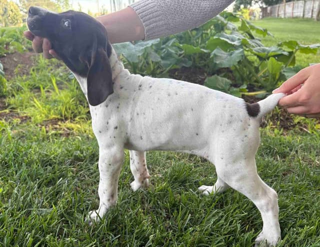 German Shorthaired Pointer Puppies media 13