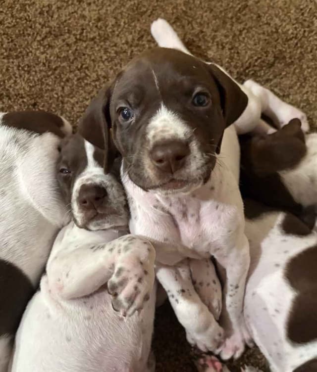 German Shorthaired Pointer Puppies media 10