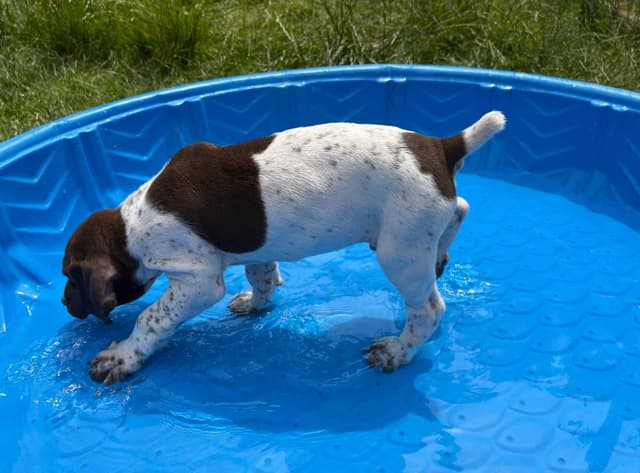 German Shorthaired Pointer Puppies media 4