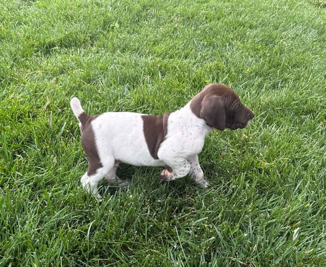 German Shorthaired Pointer Puppies media 3