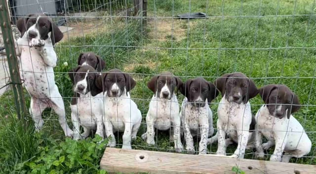 German Shorthaired Pointer Puppies media 19