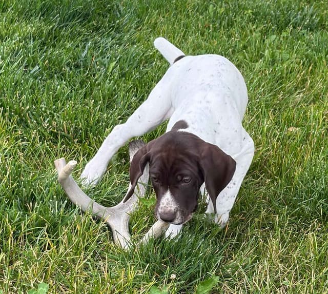 German Shorthaired Pointer Puppies media 8
