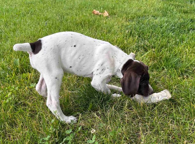 German Shorthaired Pointer Puppies media 14