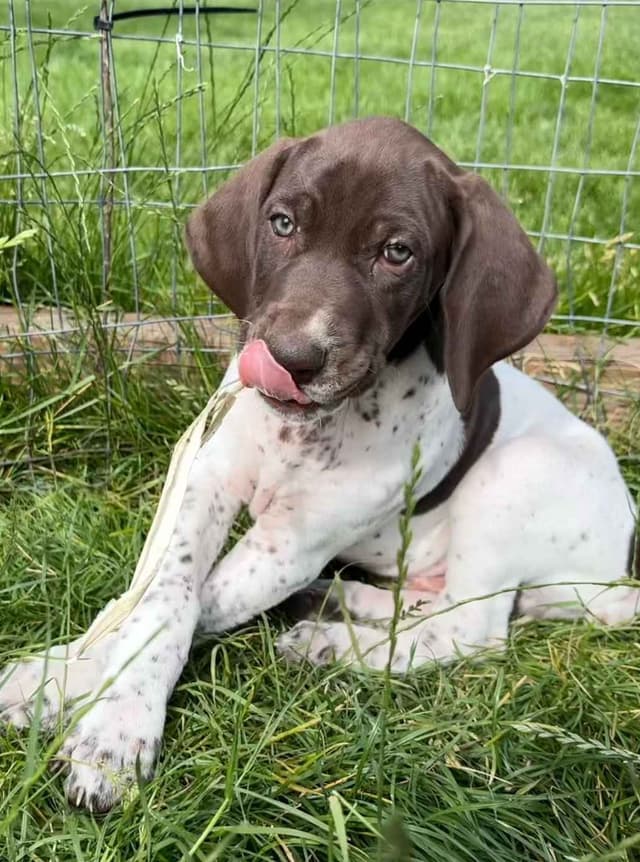 German Shorthaired Pointer Puppies media 5