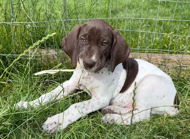 German Shorthaired Pointer Puppies media 6