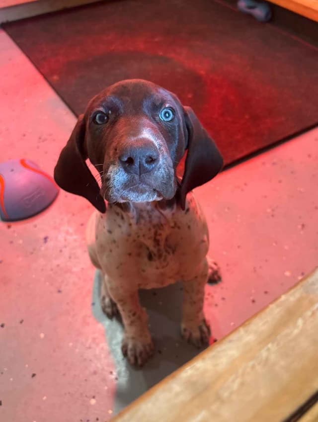 German Shorthaired Pointer Puppies media 7