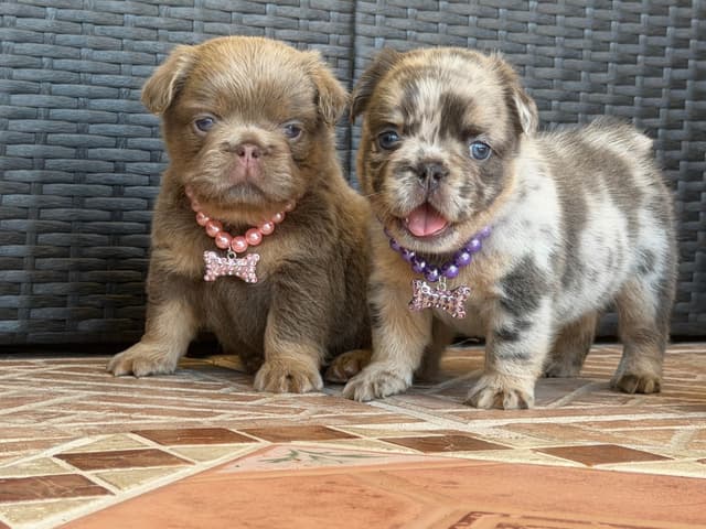 French Bulldog Puppies media 4