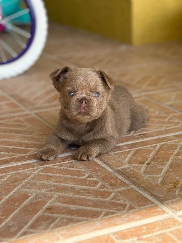 French Bulldog Puppies media 2