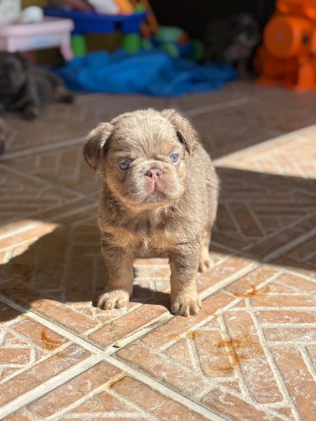 French Bulldog Puppies media 3