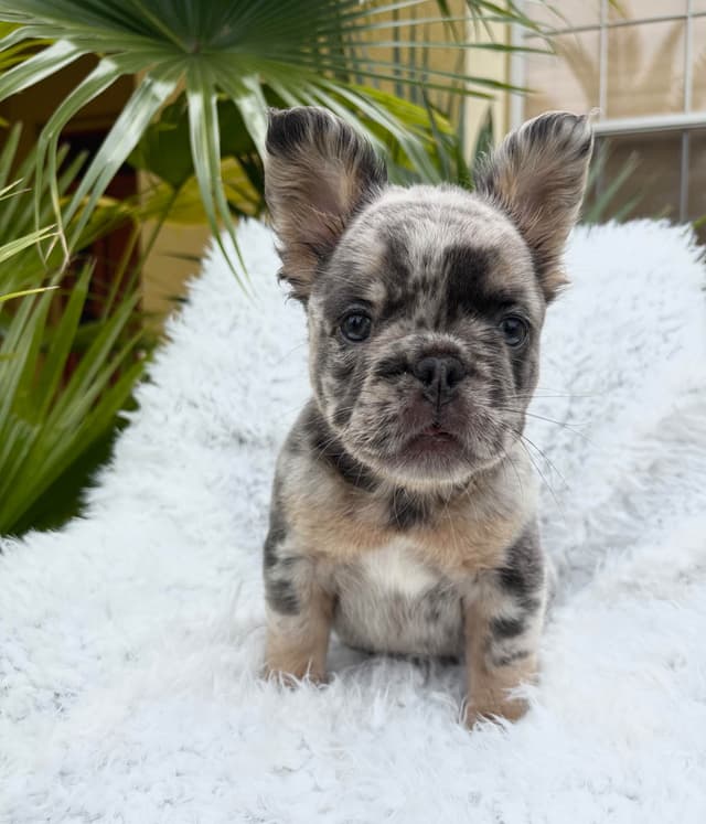 French Bulldog Puppies media 5