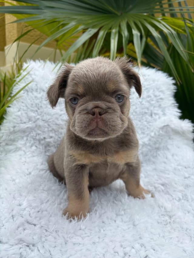 French Bulldog Puppies media 6