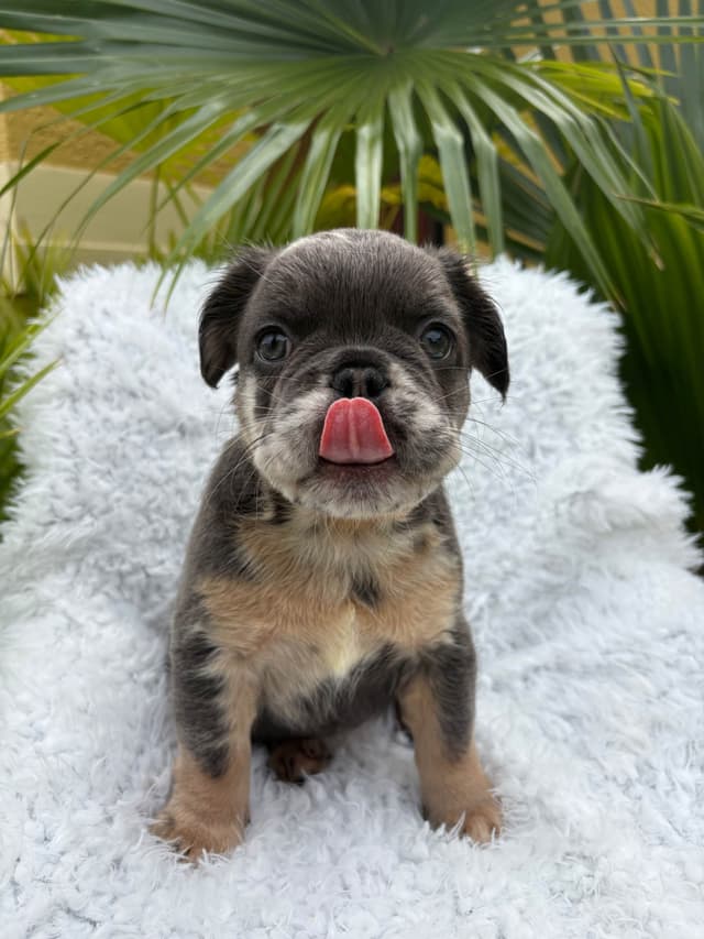 French Bulldog Puppies media 8