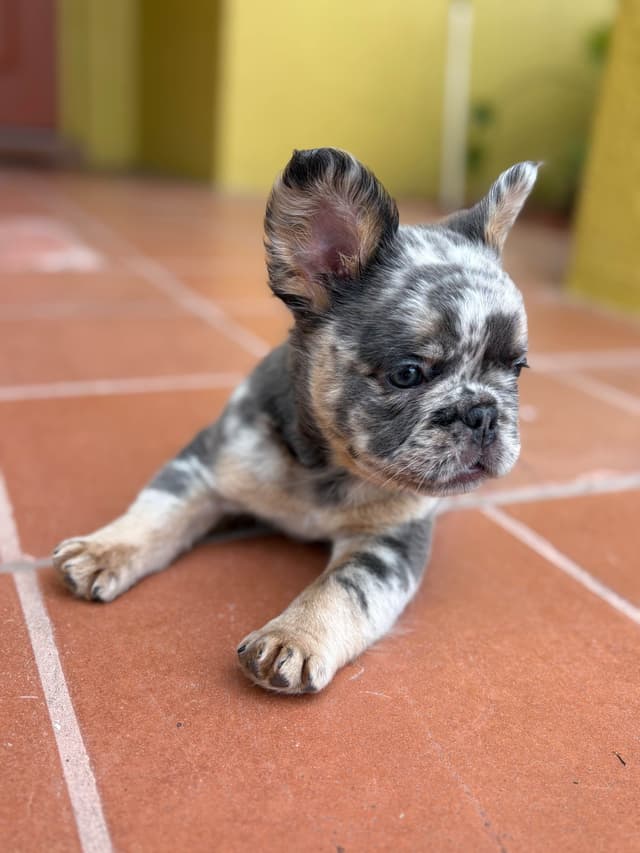French Bulldog Puppies media 11