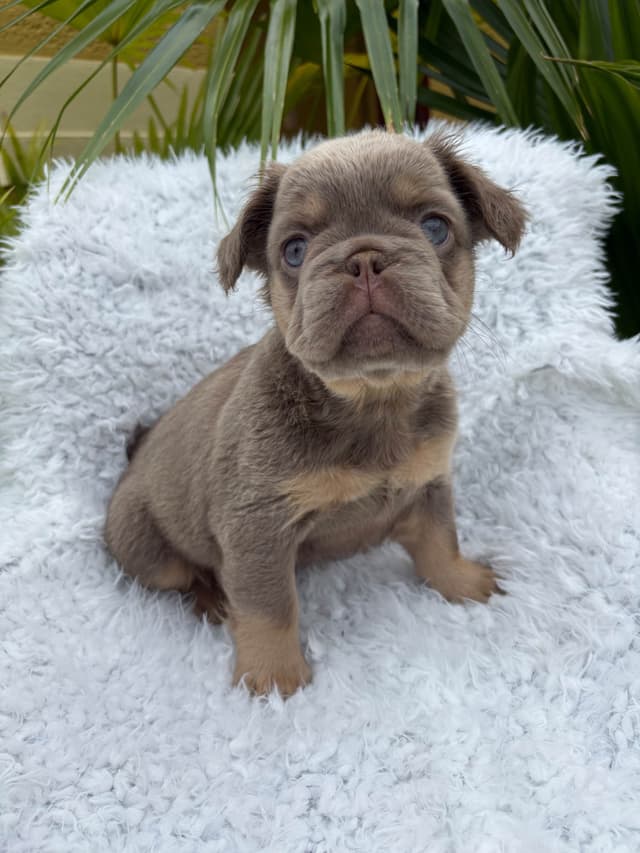 French Bulldog Puppies media 7