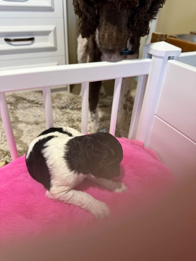Poodle Puppies media 2