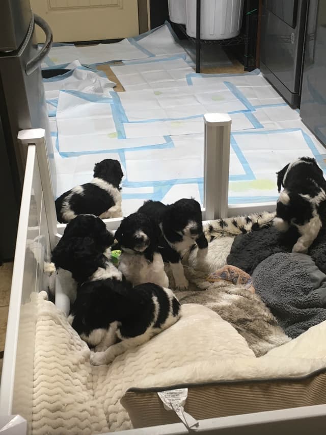 Poodle Puppies media 3