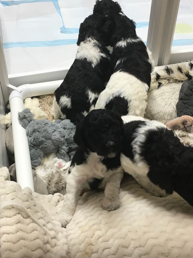 Poodle Puppies media 7