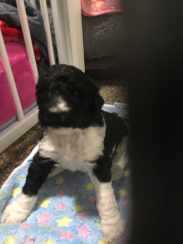 Poodle Puppies media 4