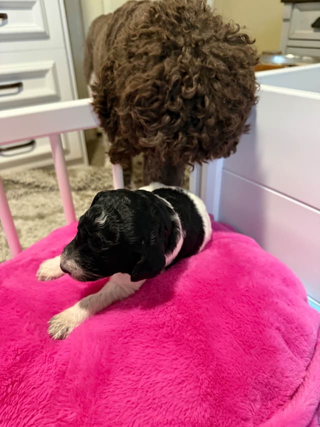 Poodle Puppies media 5