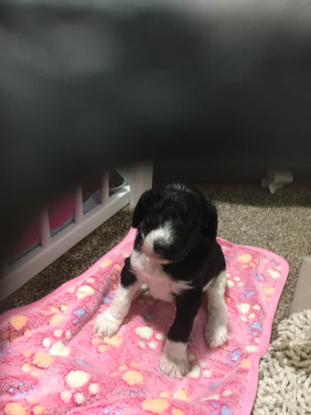 Poodle Puppies media 6