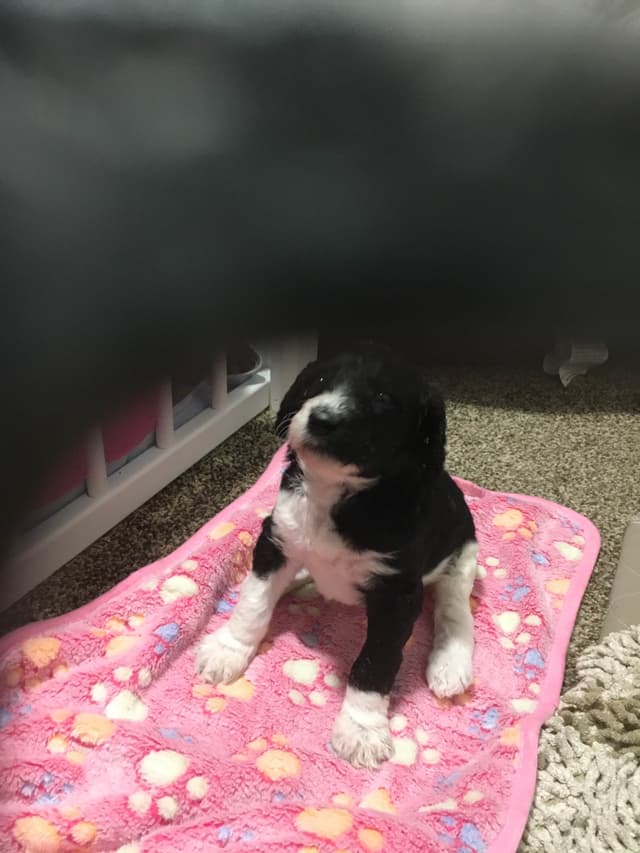 Poodle Puppies media 10