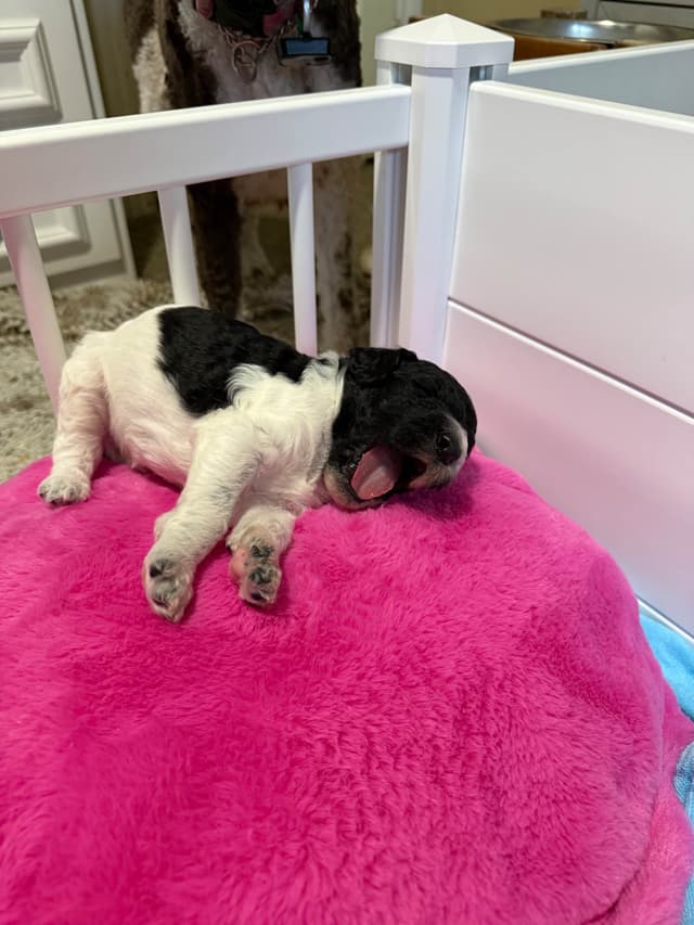 Poodle Puppies media 9