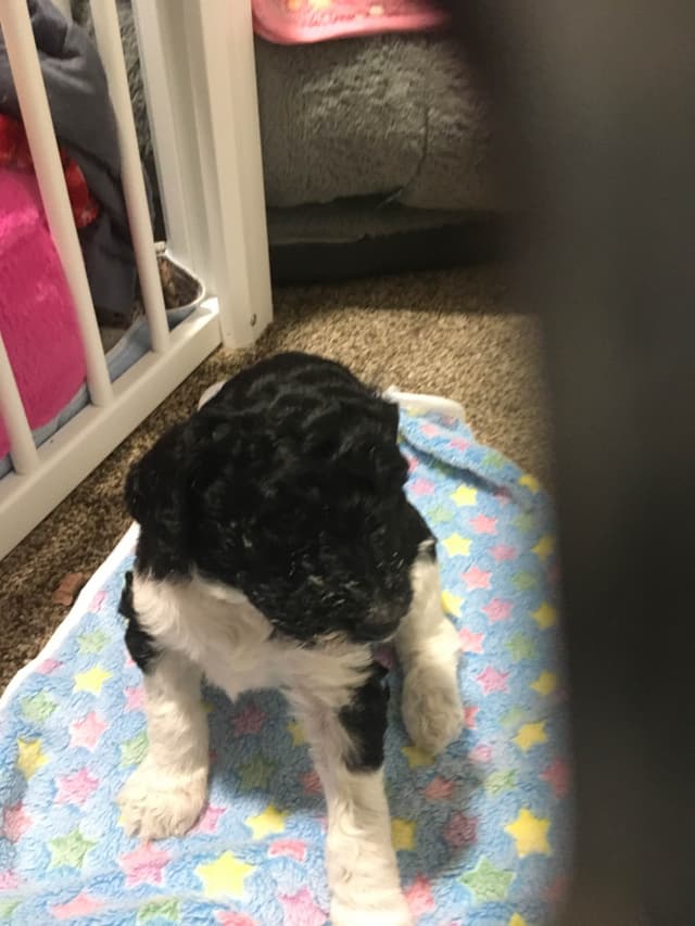 Poodle Puppies media 8