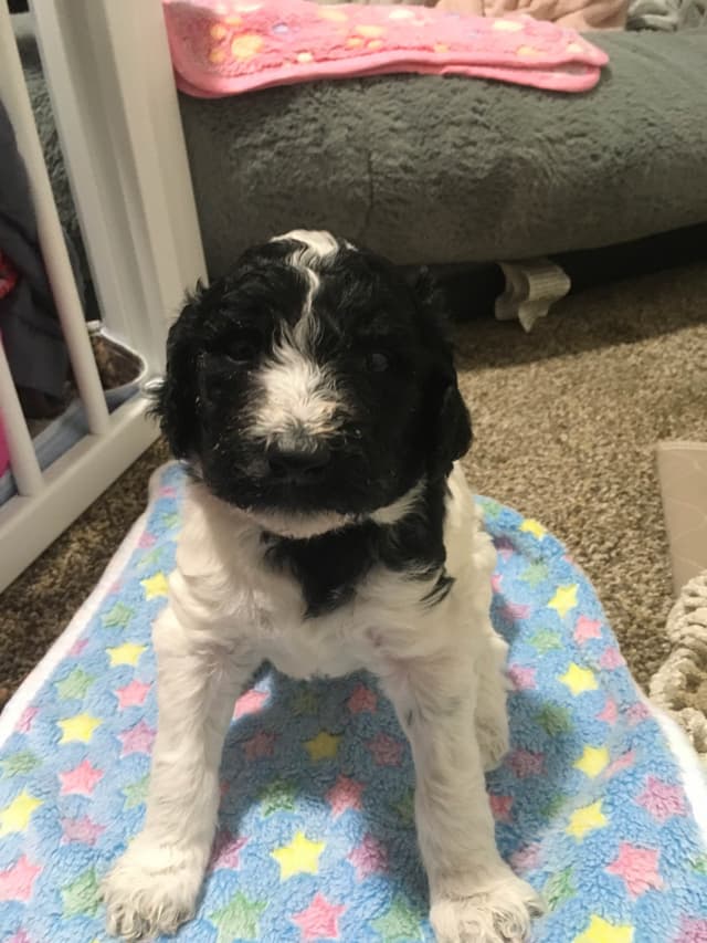 Poodle Puppies media 11