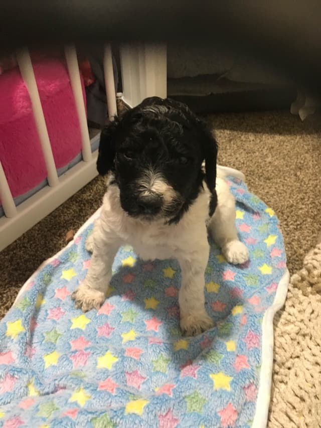 Poodle Puppies media 12