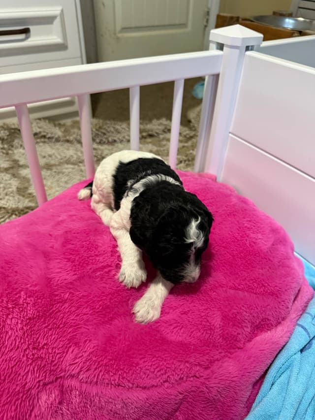 Poodle Puppies media 14