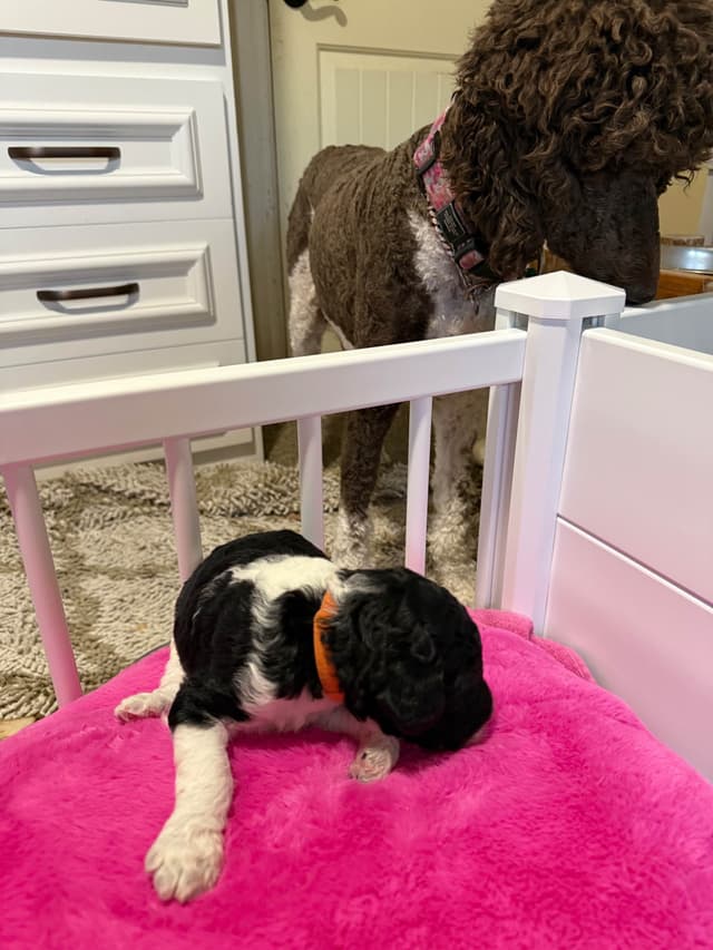 Poodle Puppies media 13