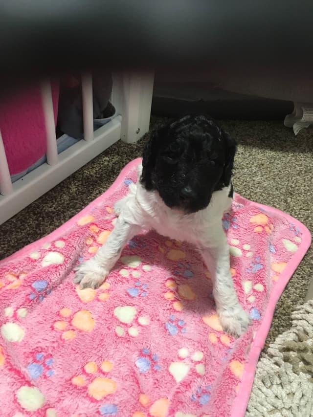 Poodle Puppies media 15
