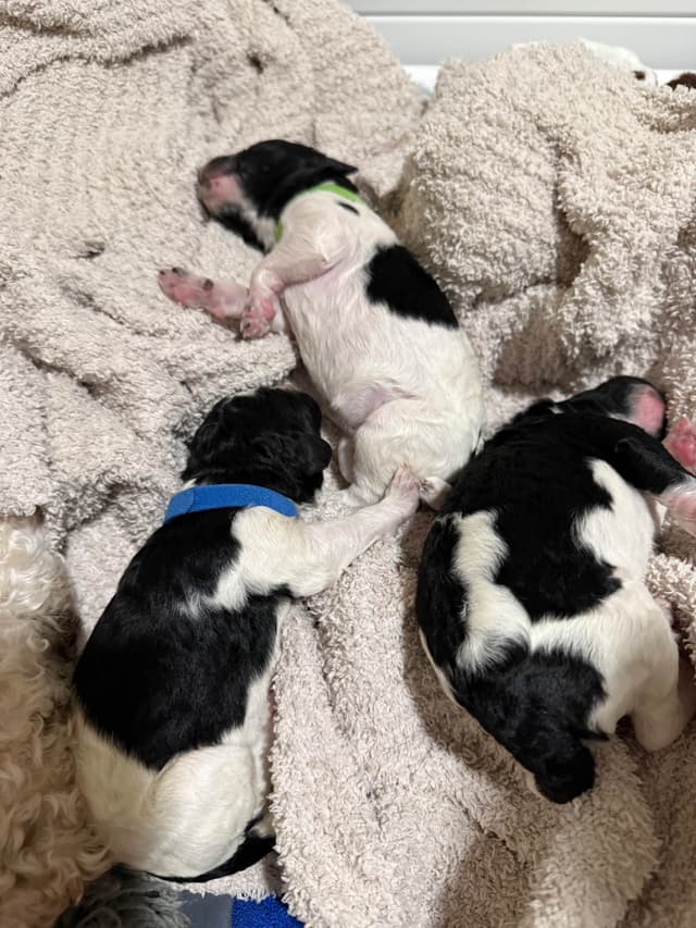 Poodle Puppies media 16