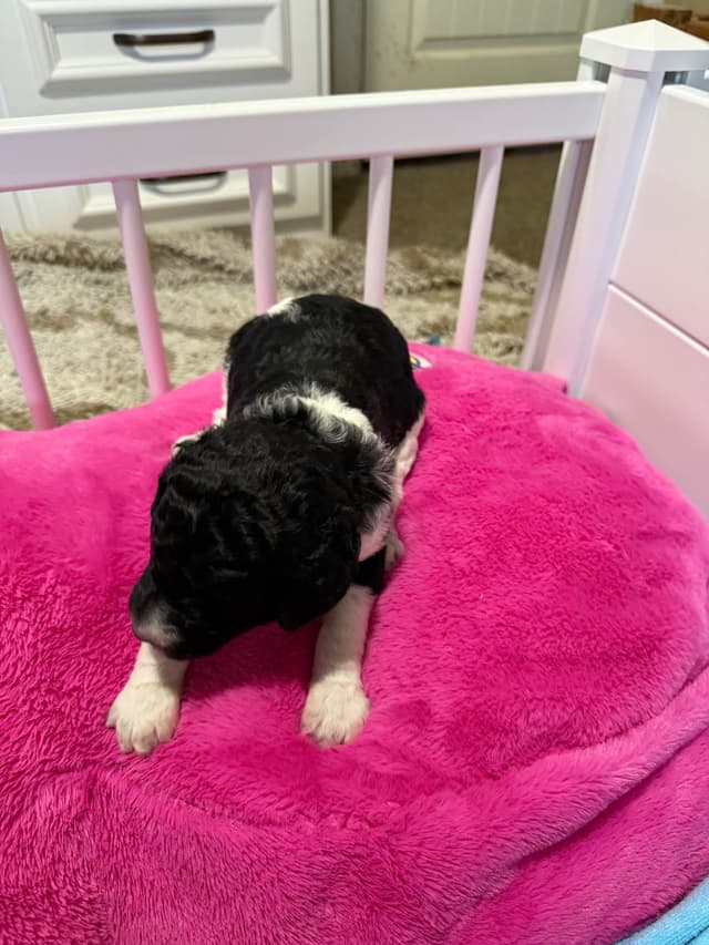 Poodle Puppies media 17