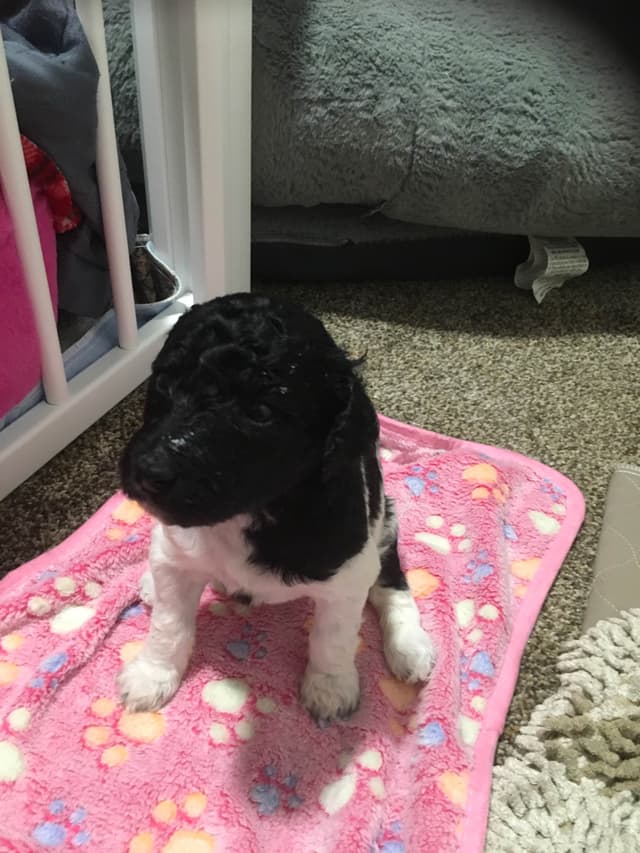 Poodle Puppies media 18