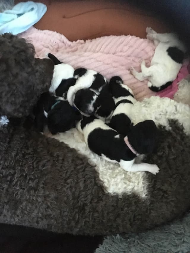 Poodle Puppies media 19