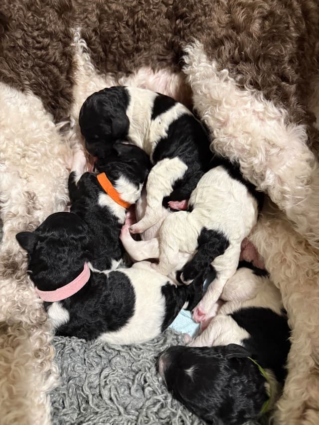 Poodle Puppies media 20
