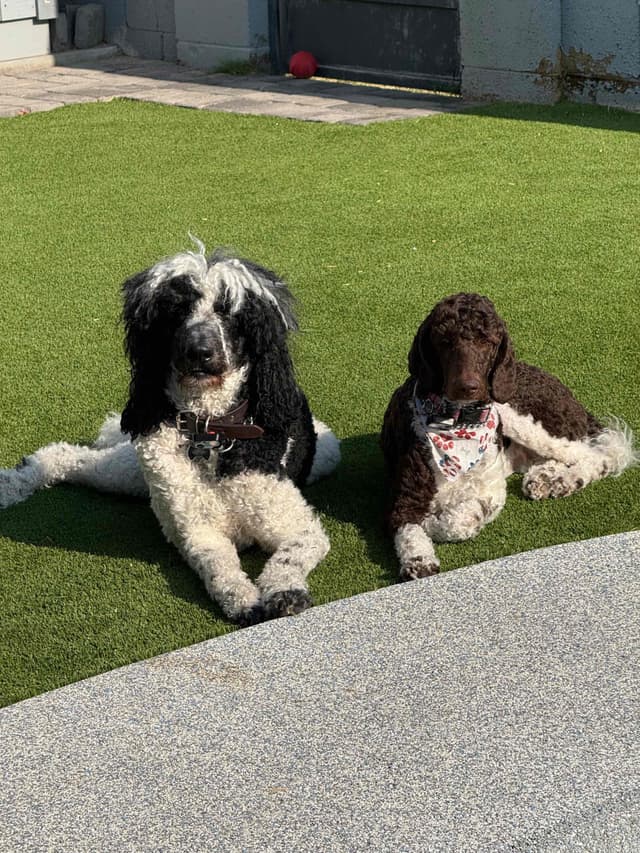 Poodle Puppies media 23