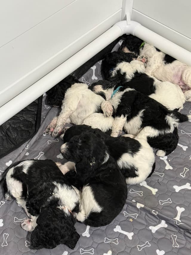 Poodle Puppies media 21