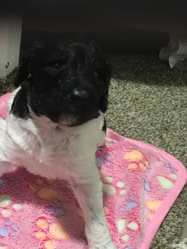 Poodle Puppies media 22