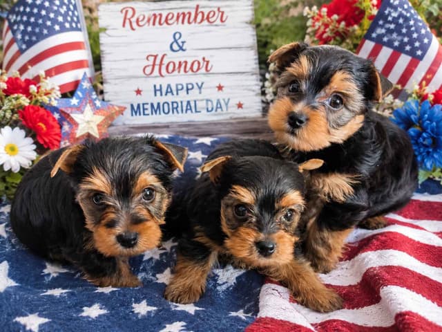 Yorkshire Terrier Puppies media 4