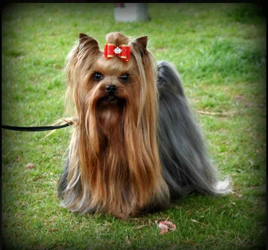 Yorkshire Terrier Puppies breeder image 1