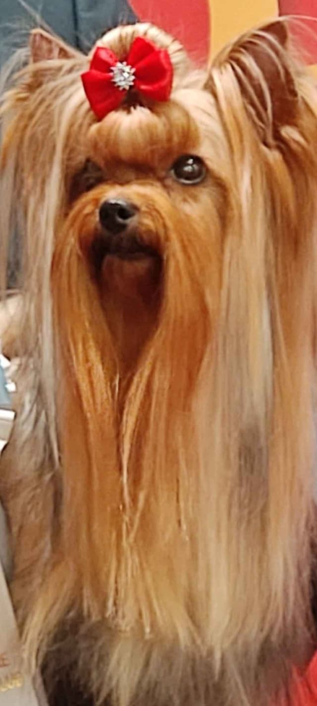 Yorkshire Terrier Puppies media 6