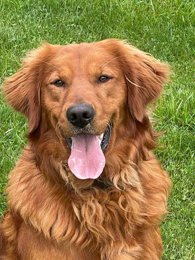 Golden Retriever Puppies media 3